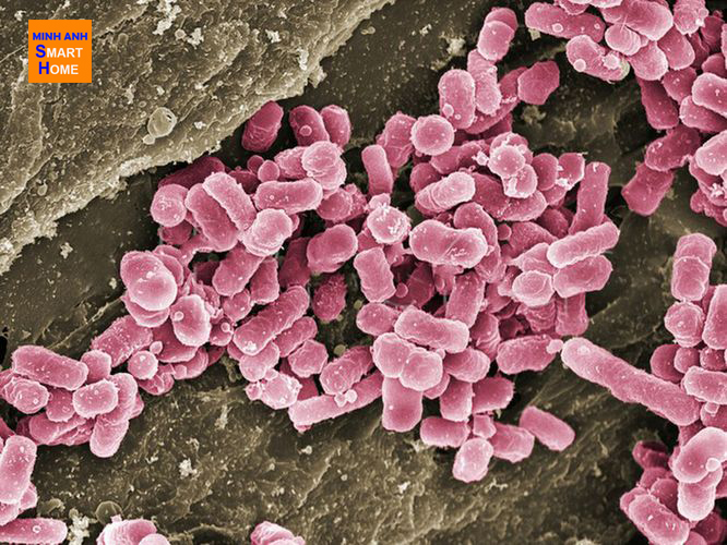 thớt gỗ thớt nhựa có chứa nhiều vi khuẩn sinh sống